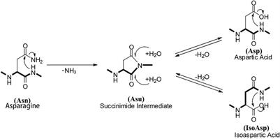 Identification, Efficacy, and Stability Evaluation of Succinimide Modification With a High Abundance in the Framework Region of Golimumab